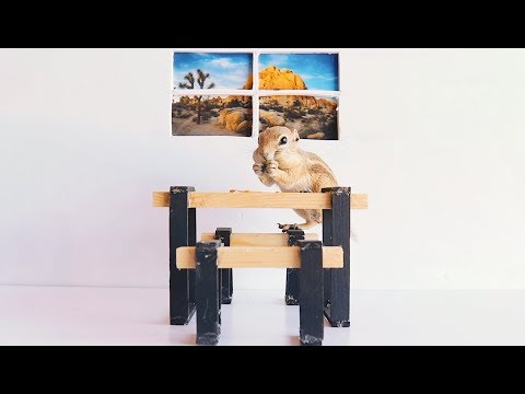 Building a TINY TABLE for a TINY SQUIRREL to Eat From