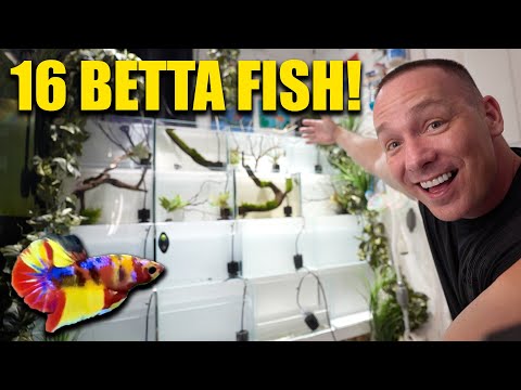 The ULTIMATE betta fish aquarium RACK!!! The king of DIY how to build a betta fish barrack