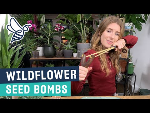 Wildflower Seed Bombs | Easy DIY