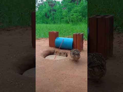 Amazing DIY Unique Underground Quail Trapping Technique Using PVC Pipe and Bricks With Cardboard box