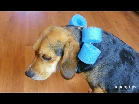 How to Make a Dog Cone – Cheap and Easy DIY Guide