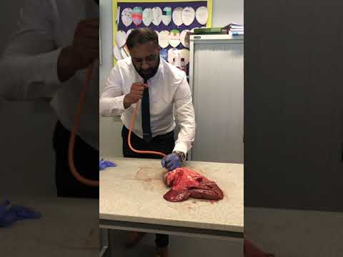 Lung inflation in Science Lesson                                      #science #teacher #biology