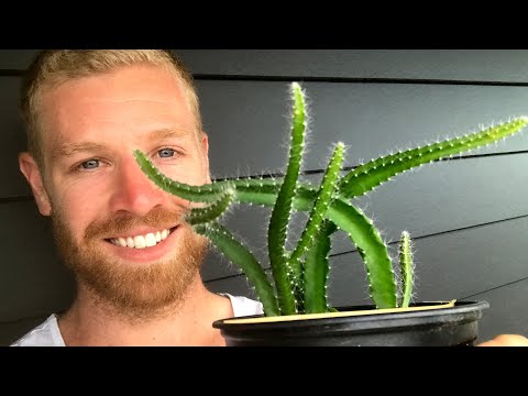 Fool-Proof Way To Quickly Grow Dragon Fruit From Seed – WITH RESULTS – #shorts