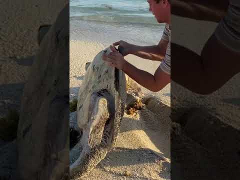 I Found a Sea Turtle… Upside Down (rescue)