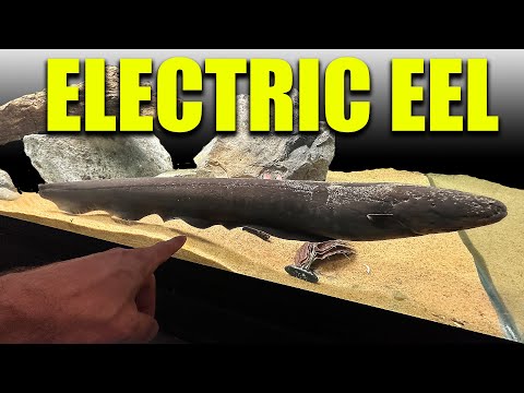 My pet ELECTRIC EEL gets a new aquarium