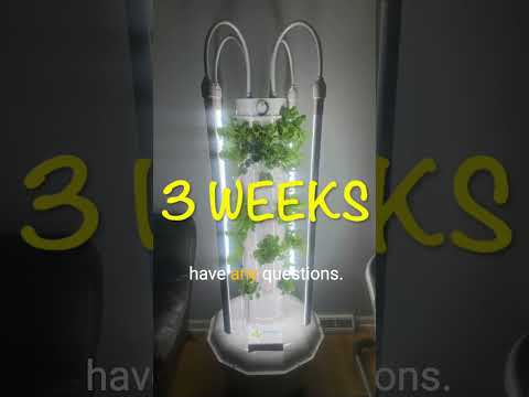 DIY Tower Garden 1 month growth #shorts #tips #fyp