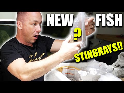 UNBOXING CRAZY FISH!! (more stingrays for monster aquarium!!!)