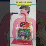 digestive system working model – diy – shorts howtofunda