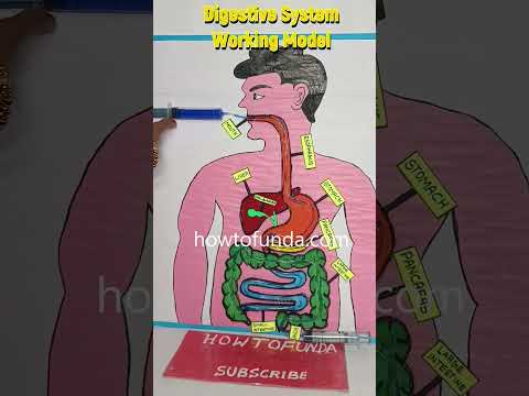 digestive system working model – diy – shorts howtofunda