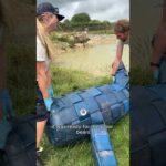 Polar Bears play with DIY whale