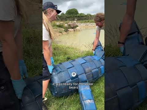 Polar Bears play with DIY whale