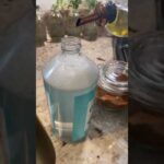 DIY Easy Soap Insecticide