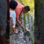 membuat seser ikan dari bekas kelambu #seserikan #craft #diy #kreasi #shorts