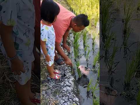 membuat seser ikan dari bekas kelambu #seserikan #craft #diy #kreasi #shorts